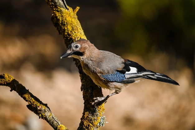 Geai commun ou garrulus glandarius passereau de la famille des corvidés