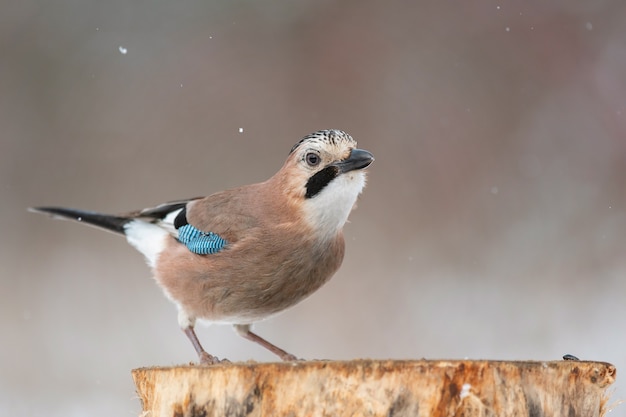 Le geai eurasien, Garrulus glandarius, est assis sur une branche sèche. Vue de côté.