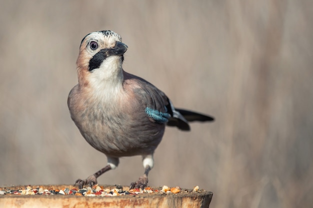 Le geai eurasien, Garrulus glandarius, sur la mangeoire à oiseaux d'hiver