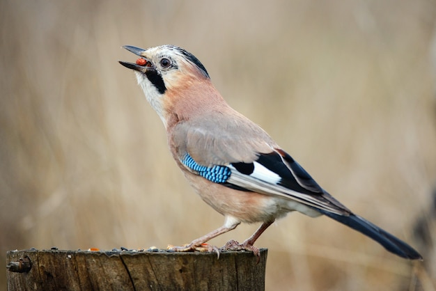 Geai eurasien (Garrulus glandarius) sur la mangeoire pour oiseaux d'hiver.