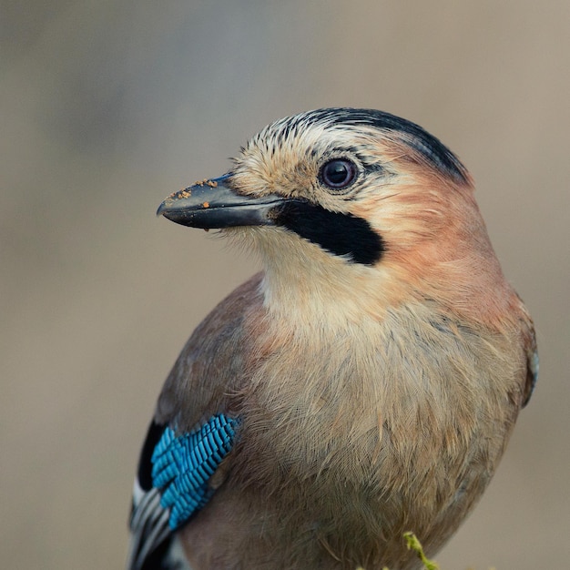 Geai eurasien sur la mangeoire à oiseaux d'hiver.