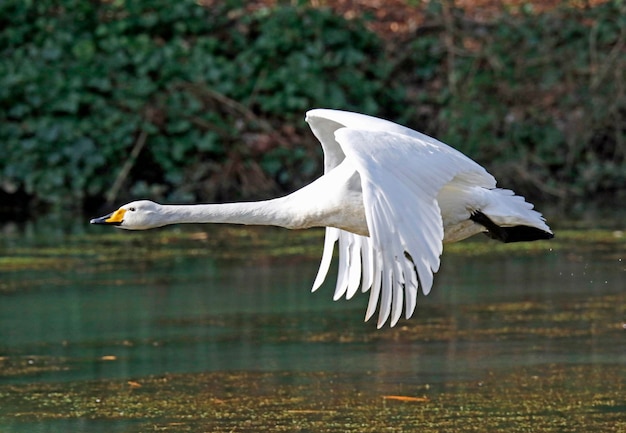 Geai eurasien ramassant des noix pour les mettre en cache