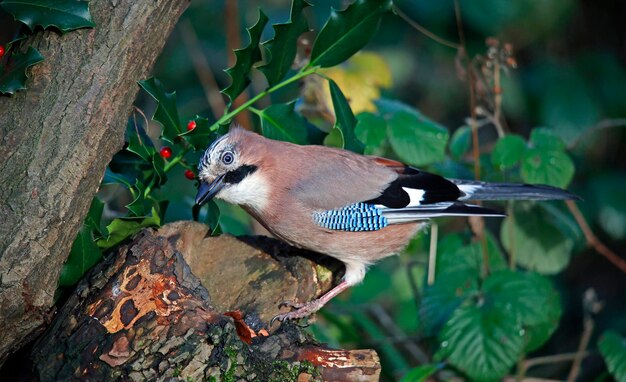 Geai eurasien ramassant des noix pour les mettre en cache