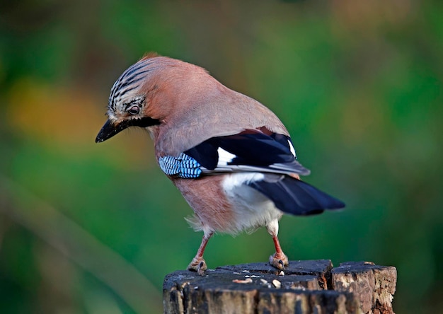 Geai eurasien ramassant des noix pour les mettre en cache