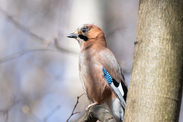 Geai glandas (Garrulus glandarius)