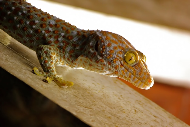 Gecko appelant gecko Gecko asiatique tropicale