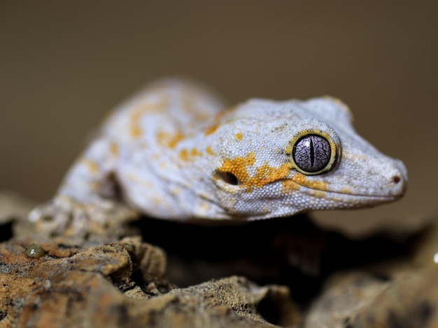 Un gecko blanc avec un œil jaune est assis sur une bûche.