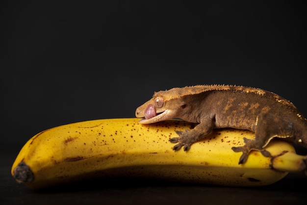 Un gecko ciliatus grimpant sur une banane