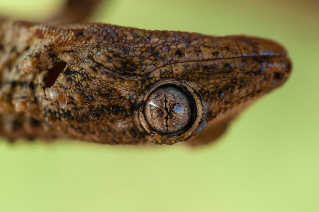 Gecko commun européen Tarentola mauritanica Malaga Espagne