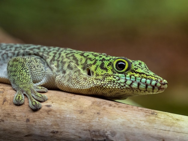 Gecko diurne Phelsuma standingi