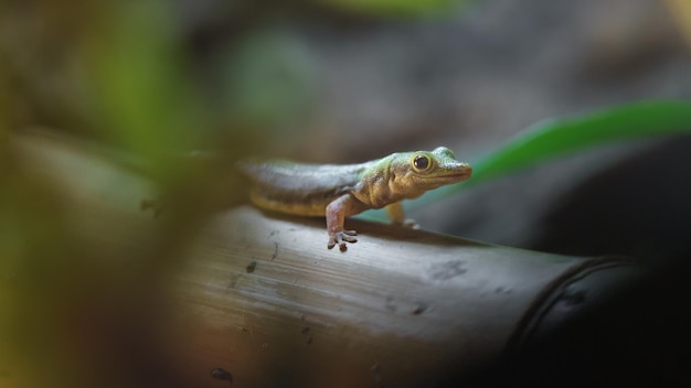 Gecko diurne à tête jaune