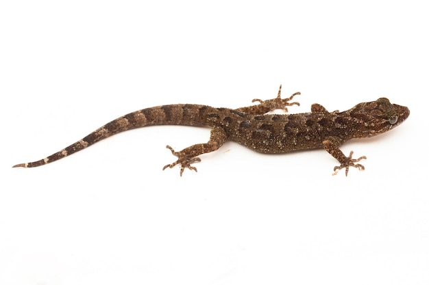 Photo le gecko à doigts d'arc marbré ou le lézard cyrtodactylus marmoratus gecko benttoed javanais sur blanc