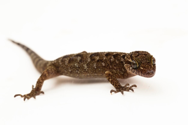 Le gecko à doigts d'arc marbré ou le lézard cyrtodactylus marmoratus gecko benttoed javanais sur blanc