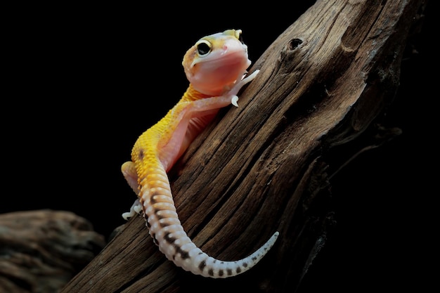 Un gecko est assis sur une branche avec un fond noir.