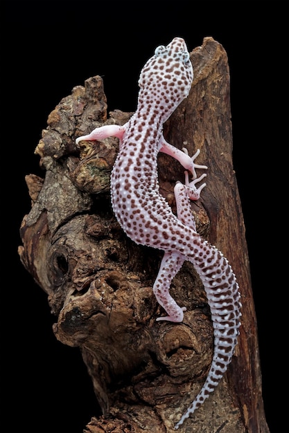 Un gecko avec un fond noir et un fond noir.