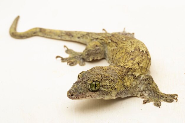 Le Gecko Géant Halmahera Gehyra marginata Ternate dtella isolé sur fond blanc