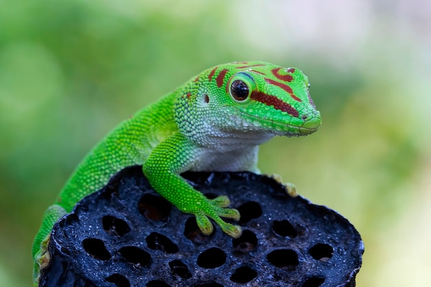 Gecko géant de Madagascar de belle couleur sur un bourgeon sec avec un arrière-plan flou en gros plan