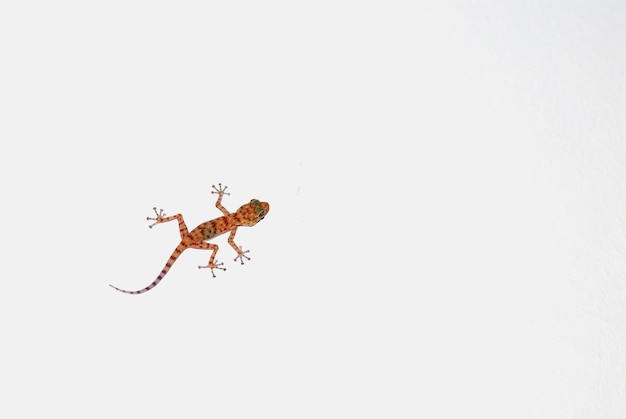 Gecko grimpe sur un mur blanc dans le voyage à gauche