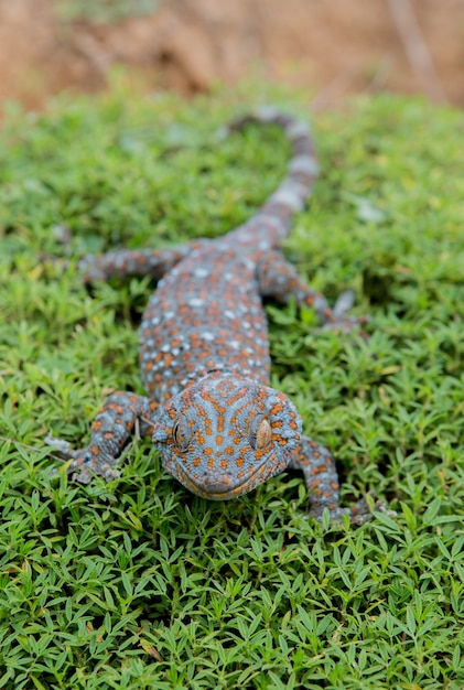 Gecko sur l&#39;herbe verte