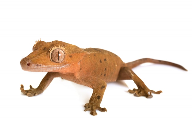 Photo gecko huppé