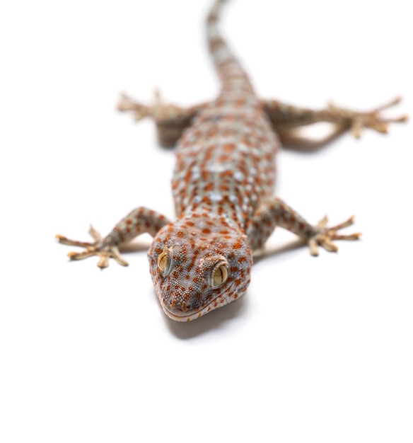 Gecko isoler sur fond blanc