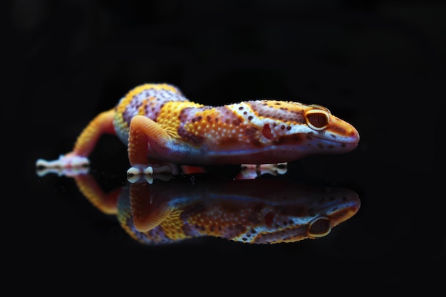 gecko léopard albinos jaune sur fond noir