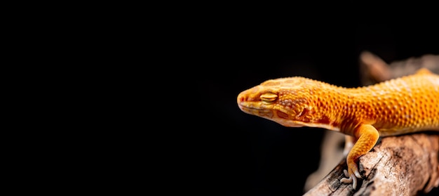 Gecko léopard sur le bois dans la forêt, isolé sur fond noir