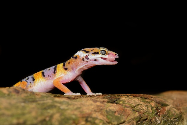 Gecko léopard sur une branche libre