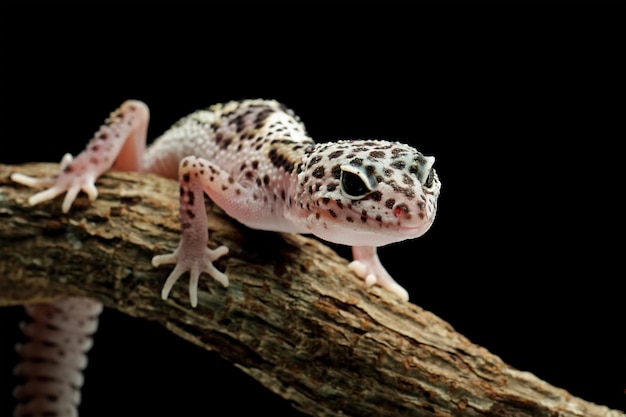 Photo un gecko léopard est assis sur une branche avec un fond noir.