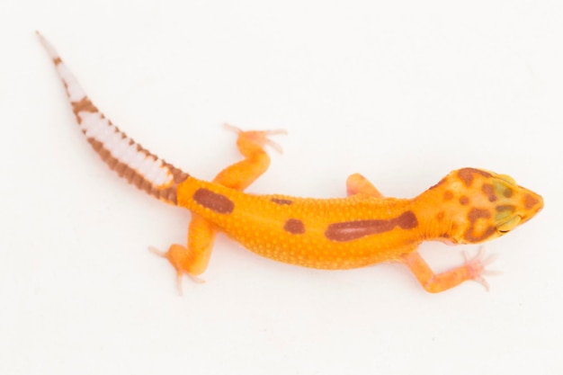 Gecko léopard, Eublepharis macularius, tremper albinos isolé sur fond blanc