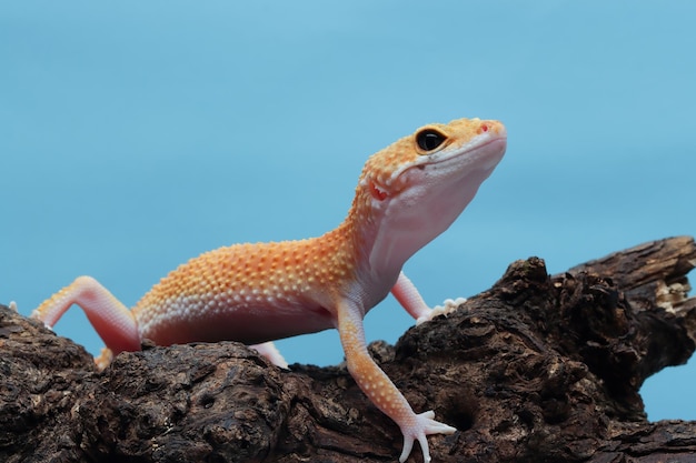 Gecko léopard gros plan sur bois avec fond bleu