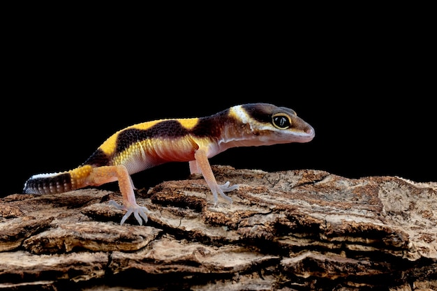 Gecko léopard gros plan sur bois avec fond noir gecko tomate gros plan gros plan animal