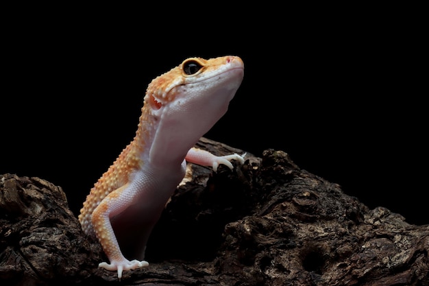 Gecko léopard gros plan sur bois, vue de face du gecko léopard