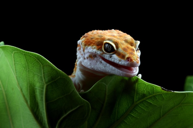 Gecko léopard gros plan tête Gecko se cachant derrière des feuilles vertes gecko gros plan