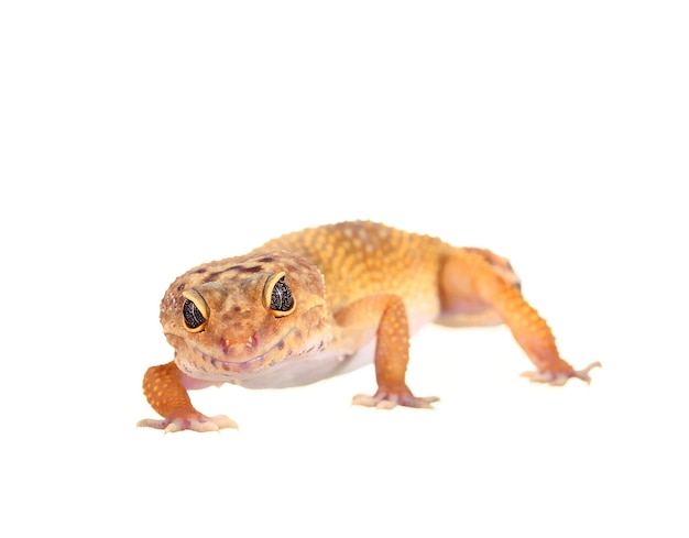Gecko léopard tacheté jaune et orange sur blanc