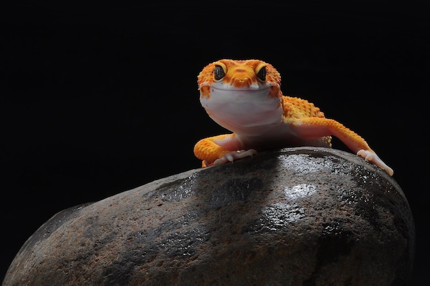 Gecko léopard