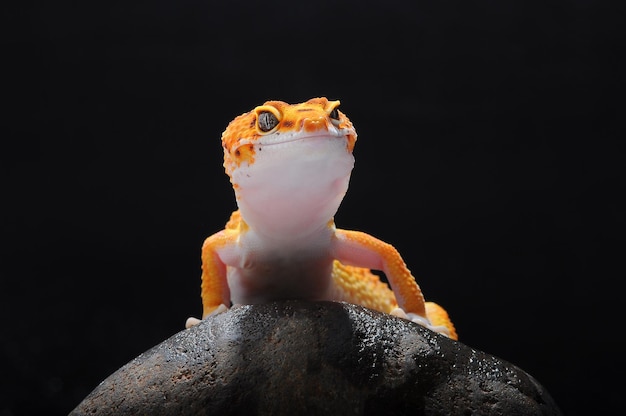 Gecko léopard