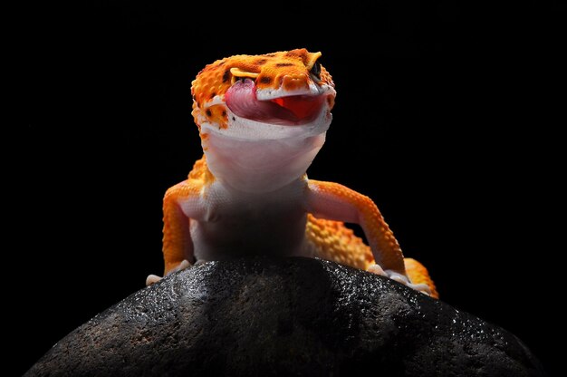 Gecko léopard