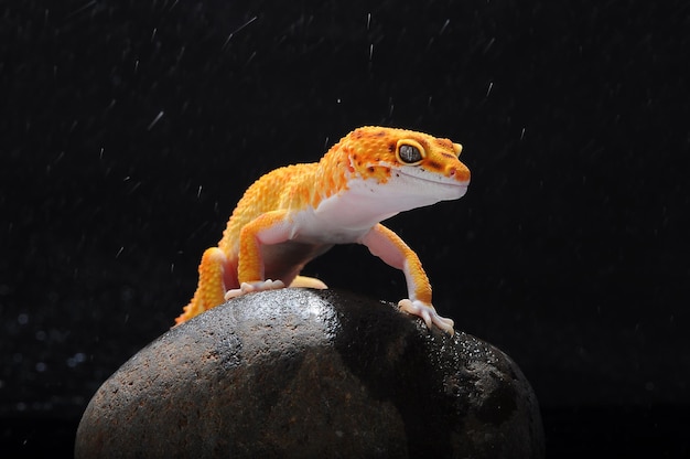 Gecko léopard