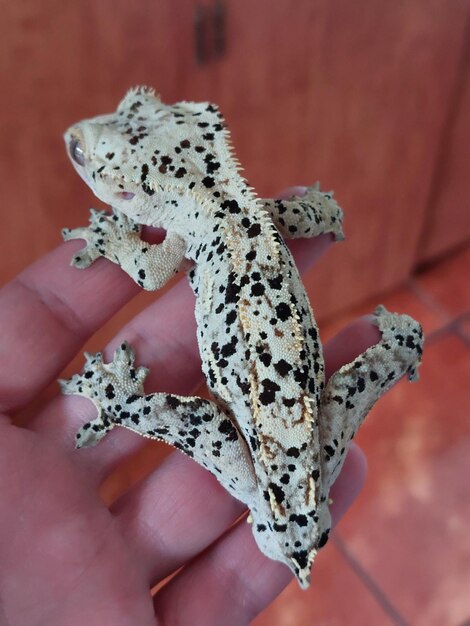 Photo le gecko lézard reptile dans la nature la faune