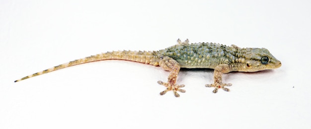 Gecko mauresque lézard Tarentola Mauritanie isolé sur blanc gros plan reptile intéressant macro