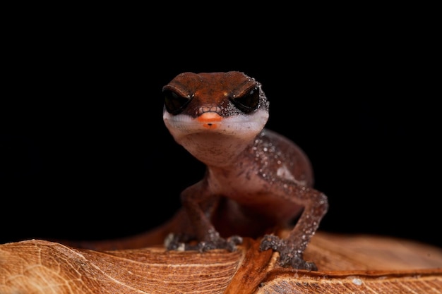 Gecko oeil de chat gros plan sur bois bébé gecko oeil de chat gros plan gecko oeil de chat Aeluroscalabotes felinus