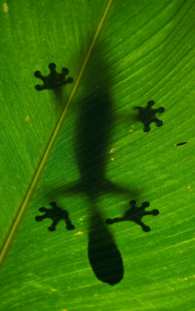 Le gecko à queue de feuille est assis sur une grande feuille verte. Madagascar.