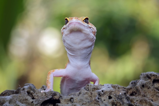 Un gecko sur un rocher avec un fond vert