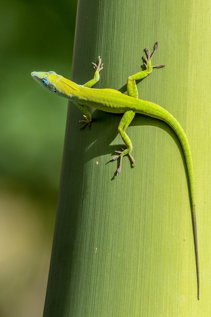 Gecko