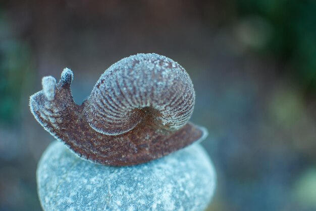 Photo gefrorène schnecke sur le mauer