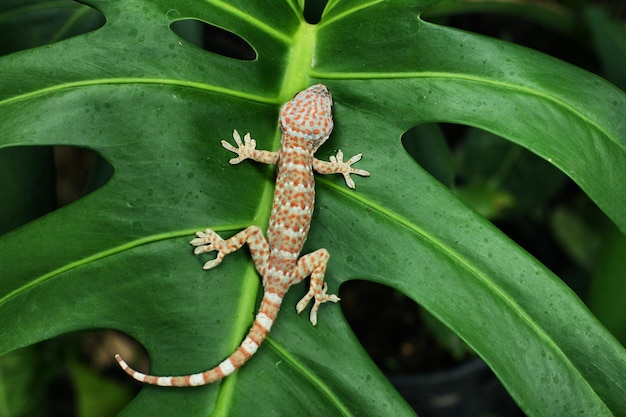 Gekko est un genre de geckos d'Asie du Sud-Est communément appelés vrais geckos ou geckos appelants