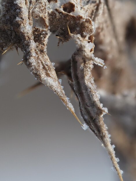 gel sur une plante sèche dans une prairie d'hiver