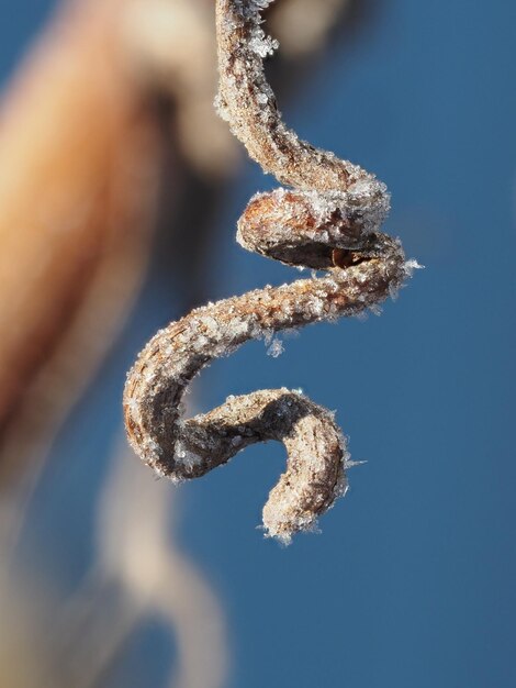 le gel sur la vigne