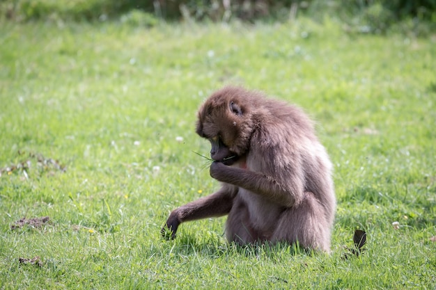 Gélada Babouin Theropithecus gelada